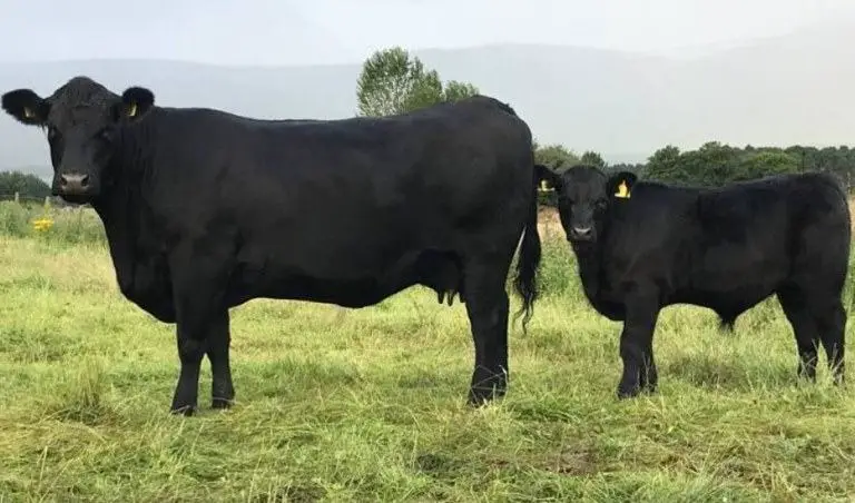 angus cows