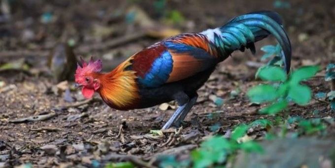 are chickens reptile