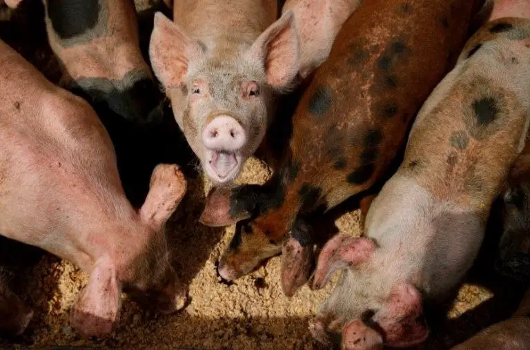 average weight of Pig At Slaughter