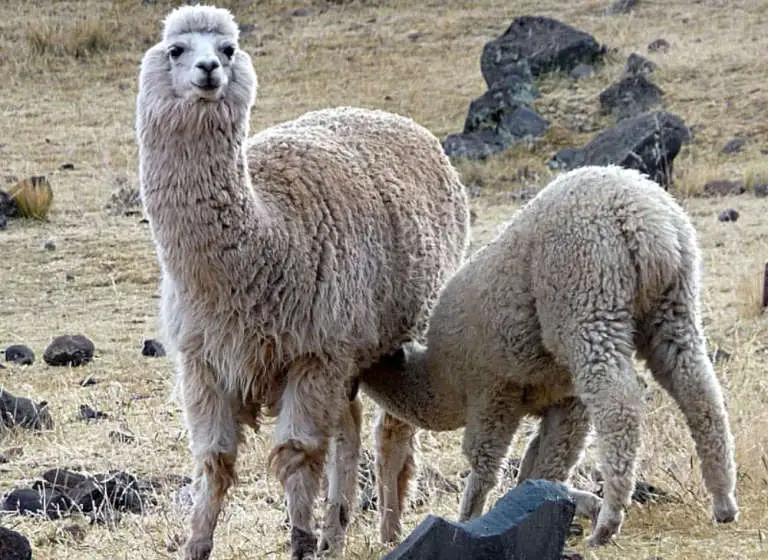 baby llama drink milk from mother