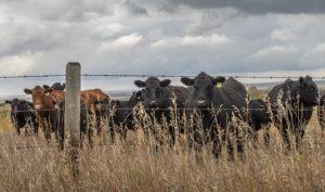 best barbed wire for cattle reviews