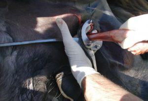 best cattle bander reviews