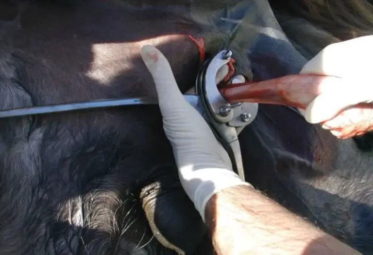 best cattle bander reviews