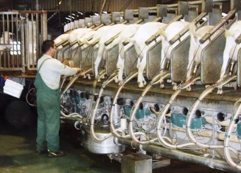 Best Goat Breeds For Milk Production