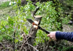 Best Machete For Clearing Brush Reviews