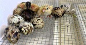 Best Quail Incubator Reviews