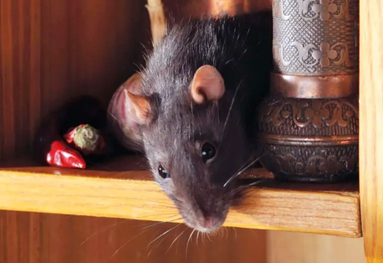 best rat poison reviews