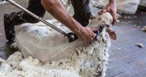 best sheep shears reviews