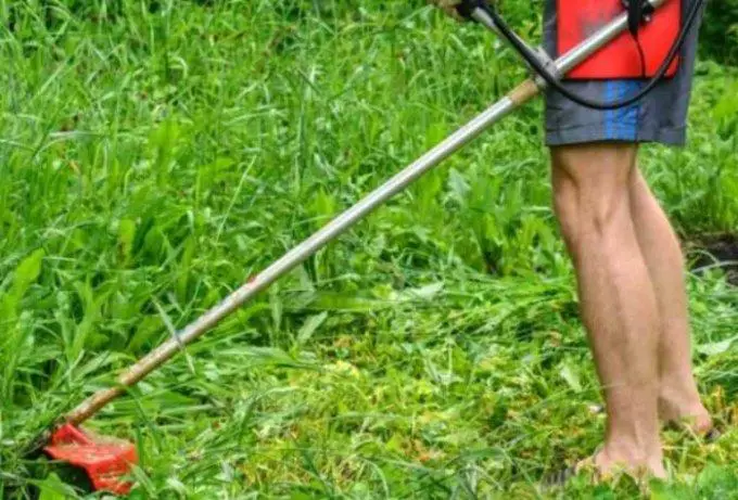 Best way to clear brush and vines