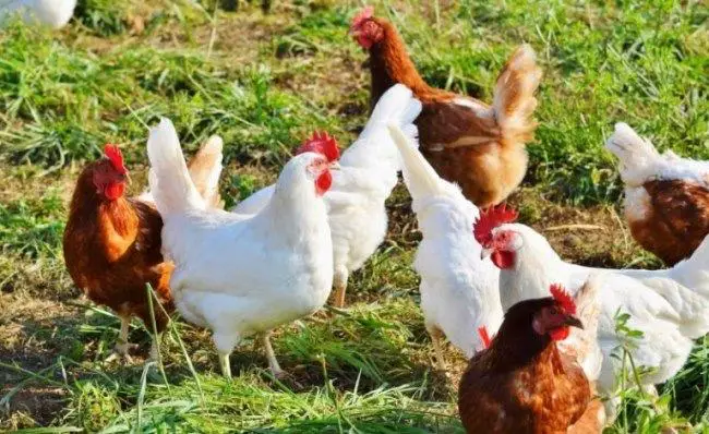 can chickens eat chickens