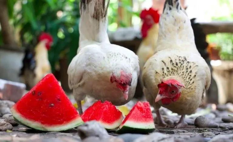 can chickens eat watermelon