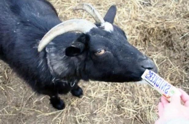 can goats eat chocolate