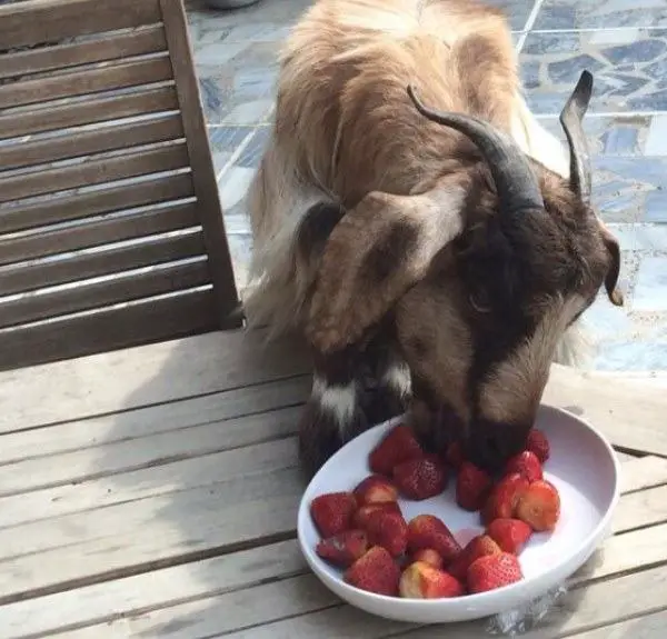 can goat eat strawberries