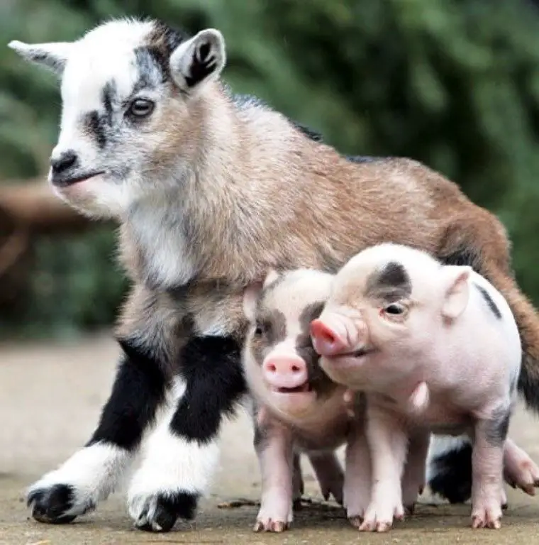 can pigs and goats live together