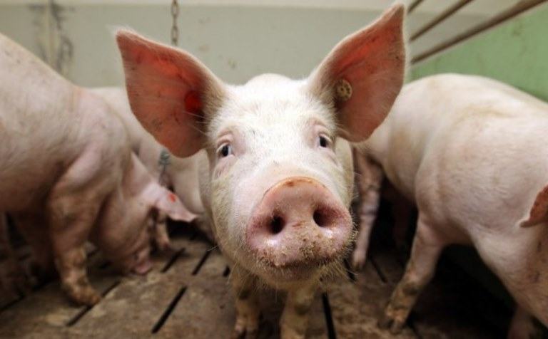 can pigs eat dog food