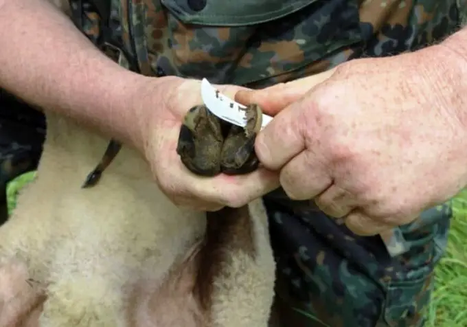 caring sheep hooves
