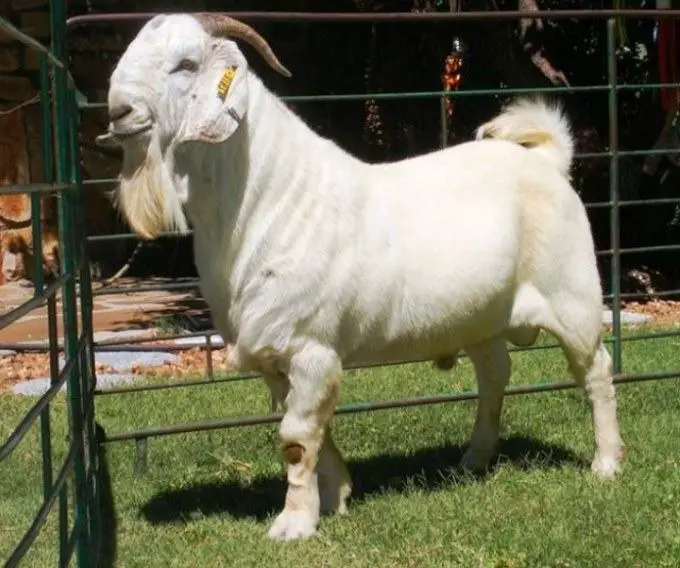 choose a good savanna goat