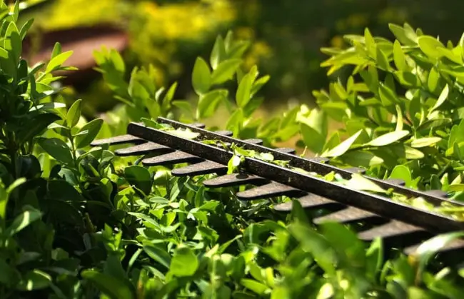 Cordless Hedge Trimmer Blade