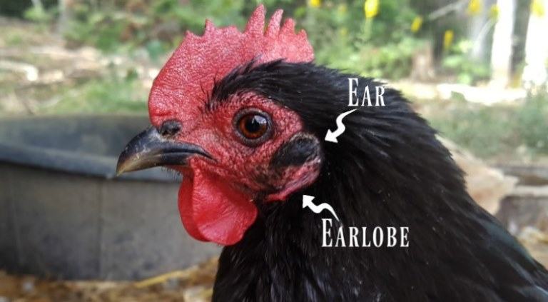 do chickens have ears