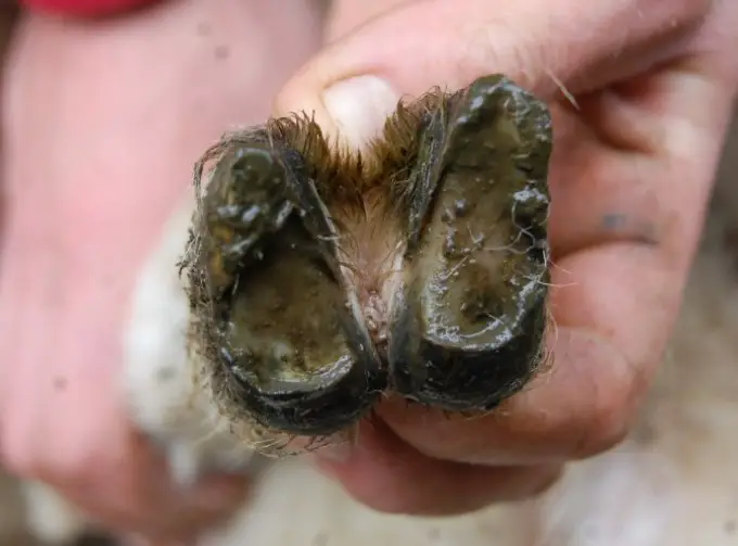 Foot Scald in sheep