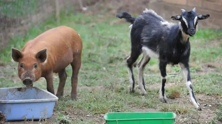 goat and pig live together but not share food
