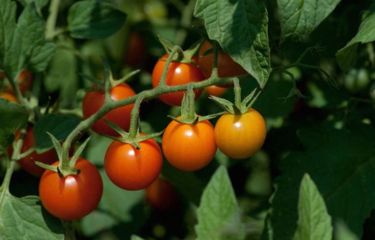 goat eat tomato leaves