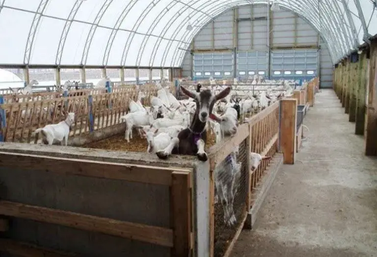 goat housing