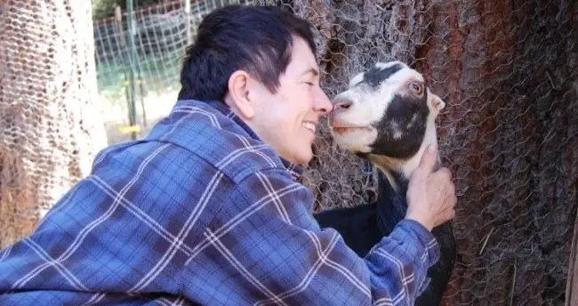 goat show affection with human