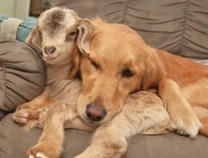 Goats And Dogs Live Together