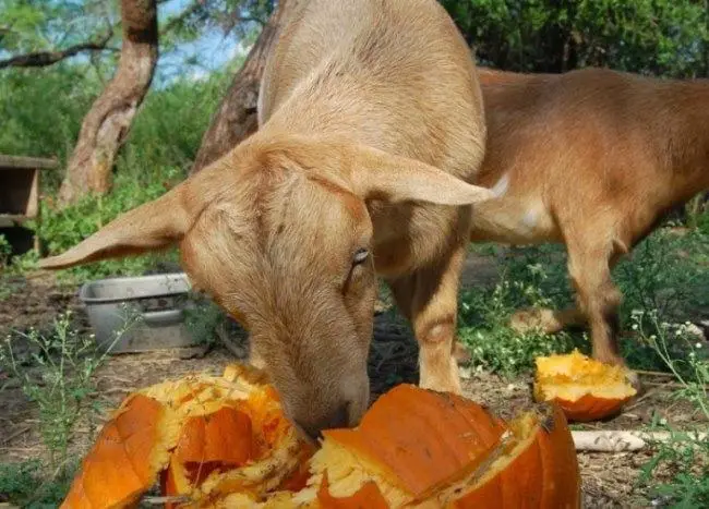 goats love pumpkin