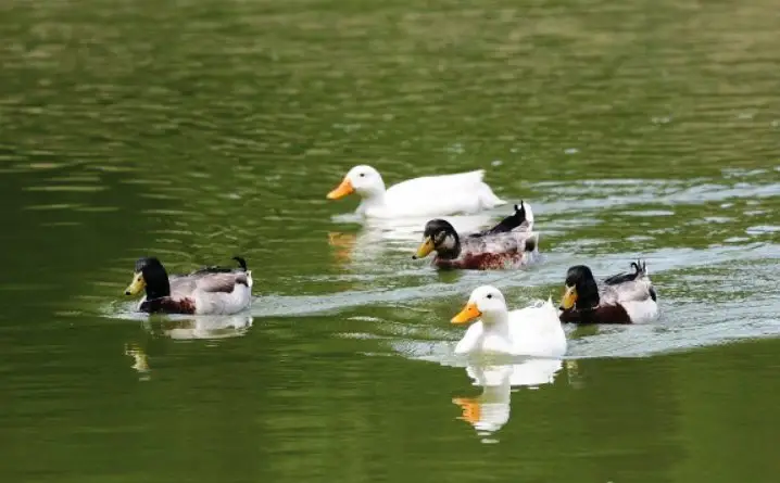 group of swimming ducks on water