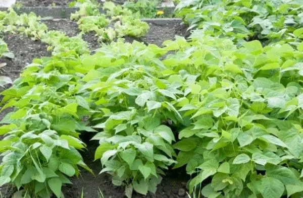 highest yield green beans plant