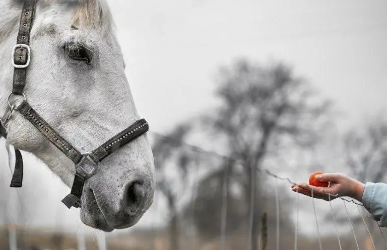 horse eat strawberries