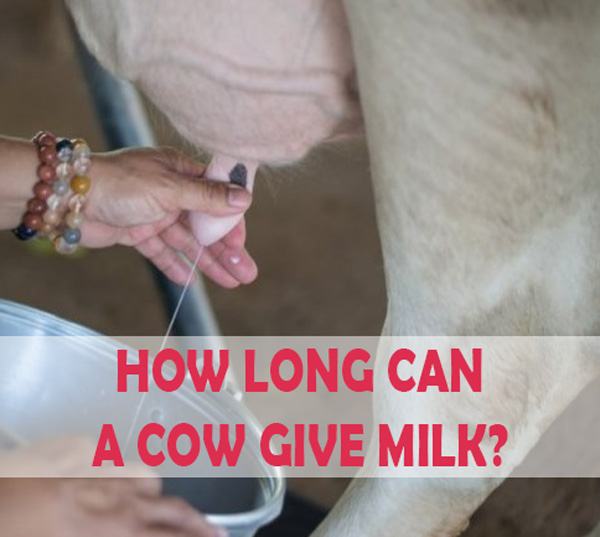 How long can a cow give milk
