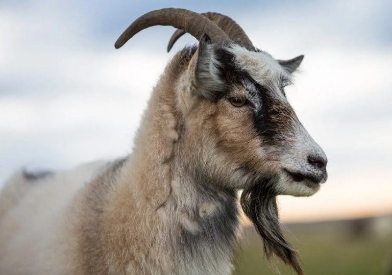 how long do goats live?