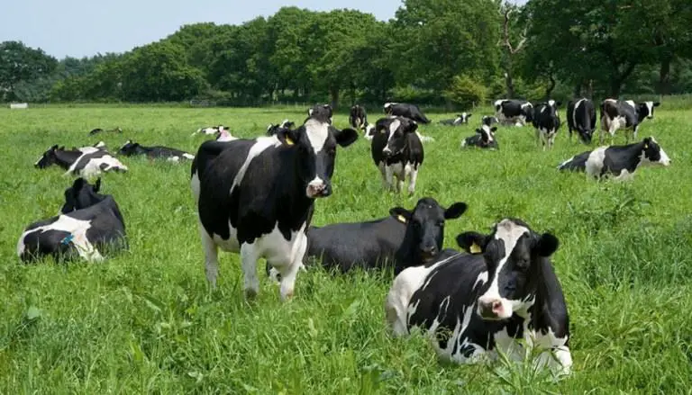 How much does a Cow cost?