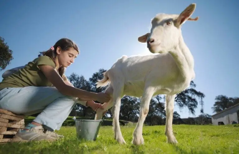 How Much Milk Does A Goat Produce