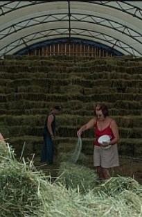 How to salting hay