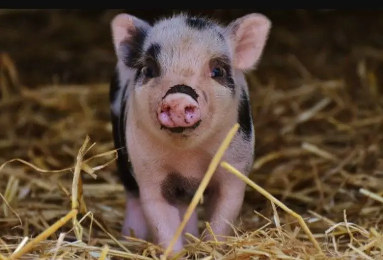 mini pig