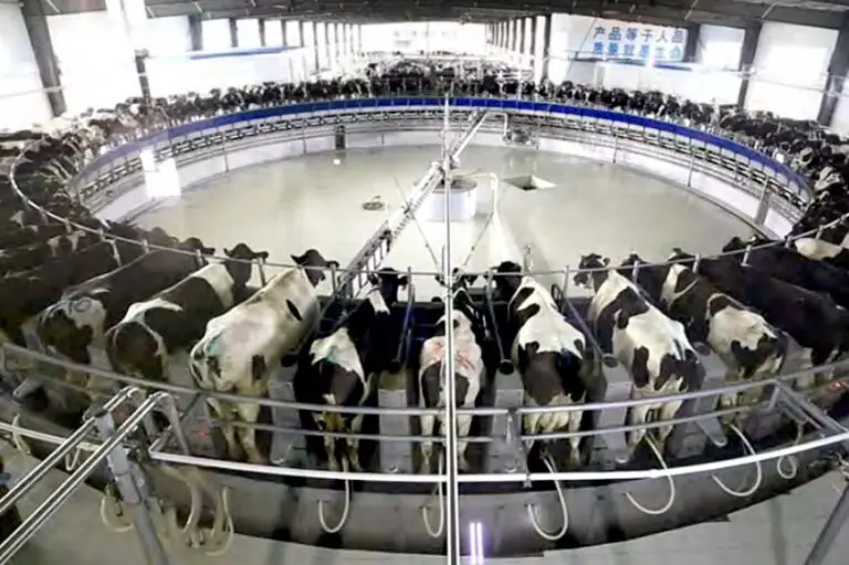 modern dairy China