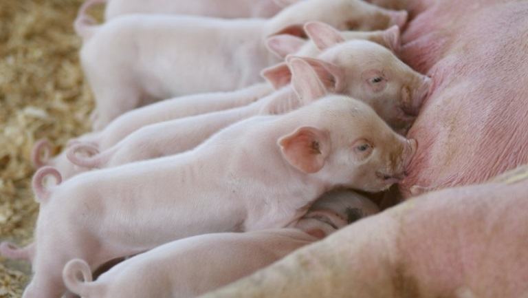 piglets love their mother's milk