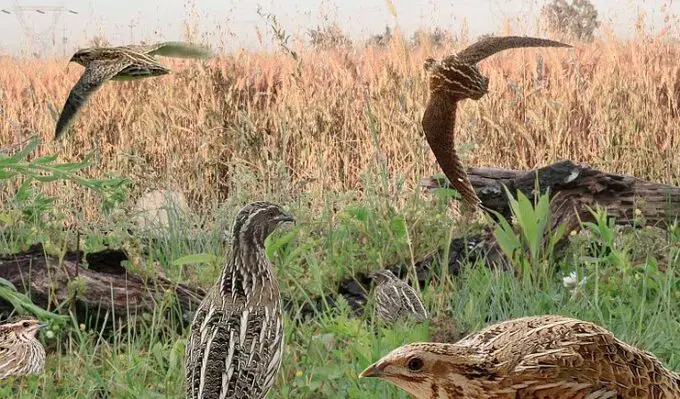 quails fly