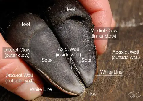 Sheep hooves anatomy