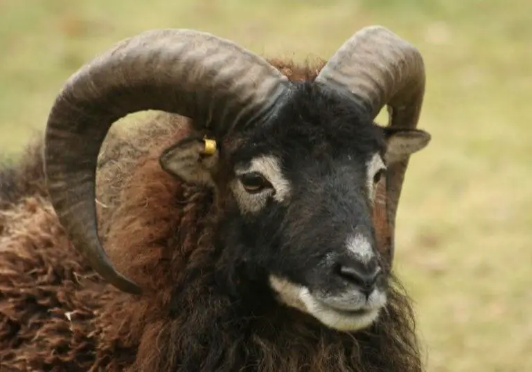 soay sheep a-z
