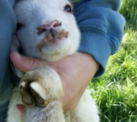 SoreMouth in sheep hoof