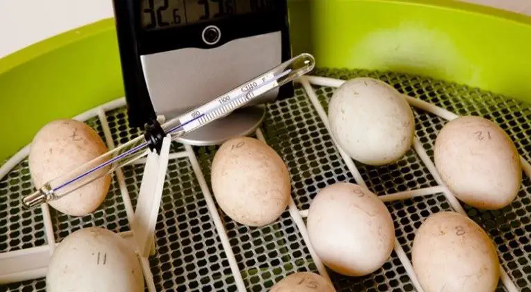 temperatures and humidity for incubating quail eggs