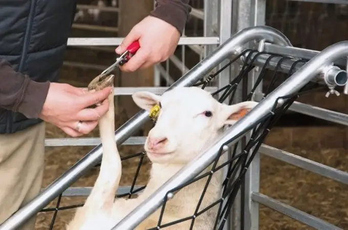trimming sheep hooves
