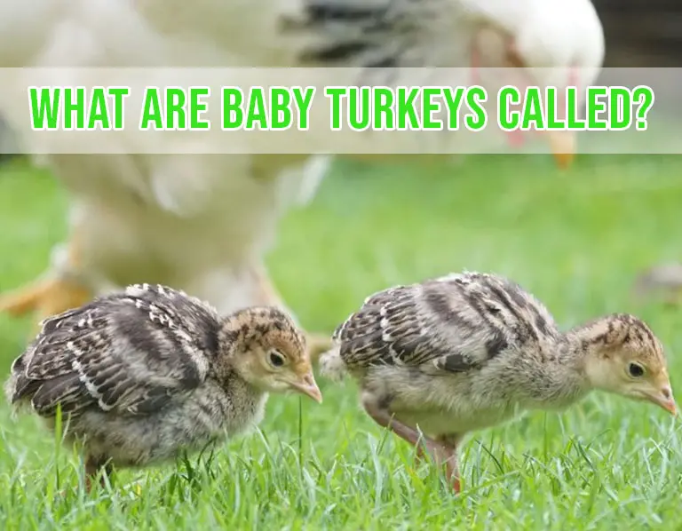 What Are Baby Turkeys Called