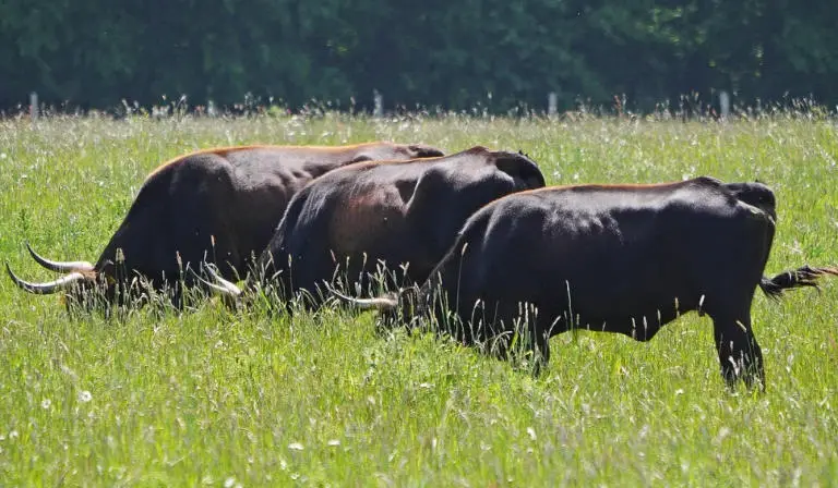 what do cows eat beside grass