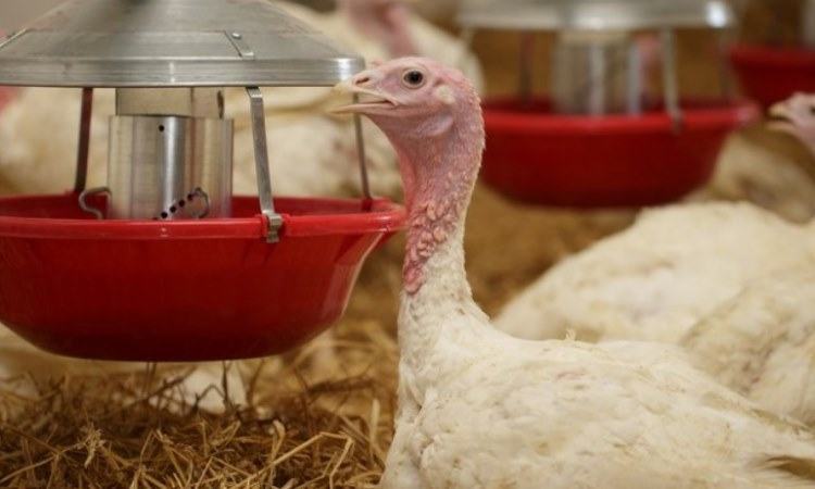 what to feed a turkey